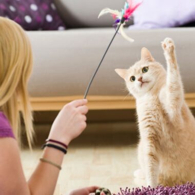 Pessoa brincando com seu pet usando uma varinha para gatos com penas nas pontas.