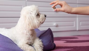 Tutor dá antipulga em comprimido para cachorro.