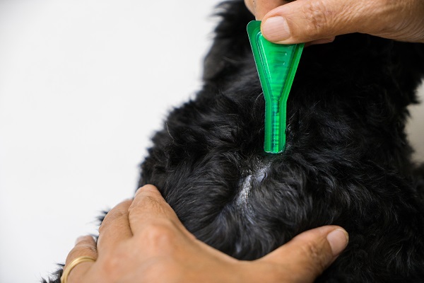 Tutor aplicando pipeta de antipulgas na pele do cachorro.