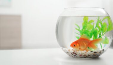 Peixe laranja em aquário circular.