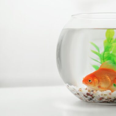 Peixe laranja em aquário circular.